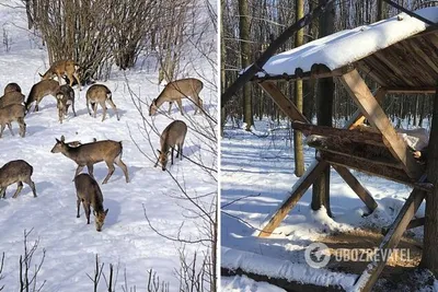 Дикие животные зимой» (для детей младшего возраста) - презентация онлайн