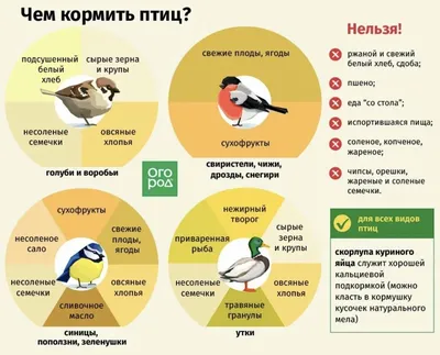 Если начали кормить птиц зимой, делайте это до последнего снега —  орнитологи / Статья