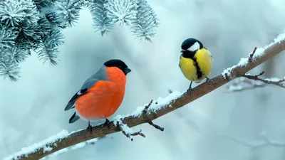 Внеклассное мероприятие «Зимующие птицы»