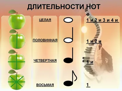 Карточка для изучения длительности нот. Дидактический материал. Занятия  Музыка. Сольфеджио для детей - Качалова Ксения - скачать на Wildberries  Цифровой | 24541