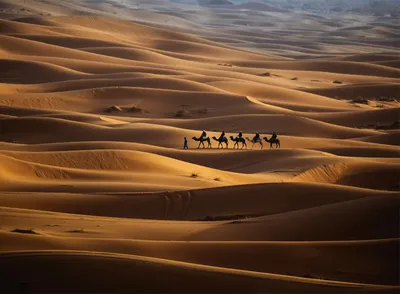 Дмитрий Зверев :: фотограф :: National Geographic :: гум :: веселые  картинки :: силуэт :: фото / смешные картинки и другие приколы: комиксы,  гиф анимация, видео, лучший интеллектуальный юмор.