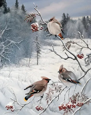 Остаёмся зимовать: новое видео про всех зимних птиц Европейской части  России « Fotoparus