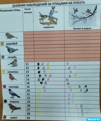 Дневник наблюдений за птицами зимой (2 фото). Воспитателям детских садов,  школьным учителям и педагогам - Маам.ру