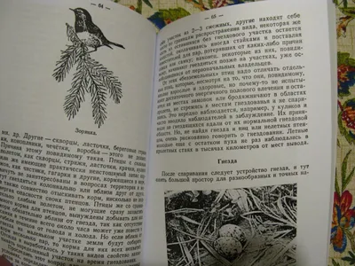 Синица, поползень, дрозд... Чем кормить птиц зимой? | Зеленый дневник | Дзен