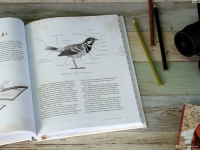Дневник наблюдений за птицами на кормушках