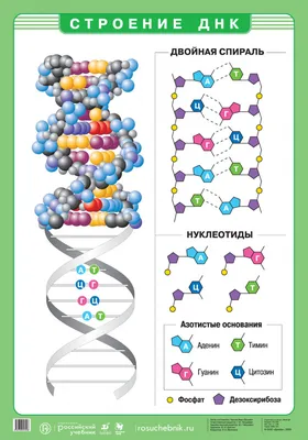Купить Человеческая ДНК и РНК Печать на холсте Наука Биология Плакат  Искусство Фото Генетический код Химия Украшение Холст Картина Безрамное |  Joom