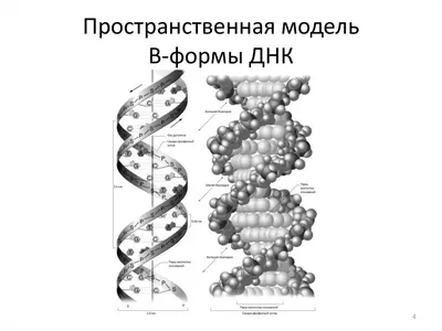 Розалинд Франклин - леди ДНК – тема научной статьи по истории и археологии  читайте бесплатно текст научно-исследовательской работы в электронной  библиотеке КиберЛенинка