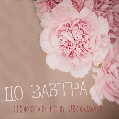 СПОКОЙНОЙ НОЧИ! 🌹✨🌸💤🌛🌃🌜💤🌸✨ ПРИЯТНЫХ СНОВИДЕНИЙ! 🌹 ДО ЗАВТРА! 🌹 |  Веселые мемы, Смешные открытки, Смешные мемы