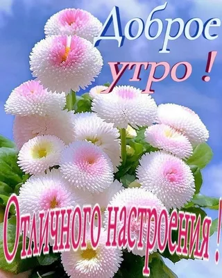 Летнее Утро доброе! 💐🌿 | Доброе утро, Открытки, Утренние цитаты