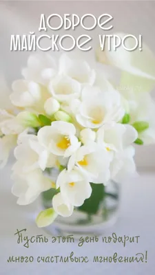 Доброе утро май - новые картинки (73 ФОТО) in 2023 | Amazing flowers,  Pretty flowers, Flowers photography