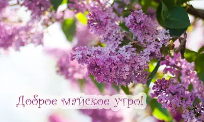 Картинки доброе майское утро (100 шт.)