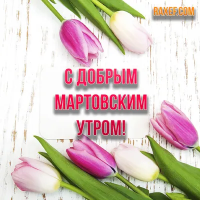 Ая - Доброе мартовское утро! Что бы ваши тюльпаны дольше сохраняли свою  свежесть,поставьте вазу в прохладное место вдали от прямых солнечных  лучей.Воду они любят холодную,и не забывайте подрезать кончики стеблей.При  соблюдении этих