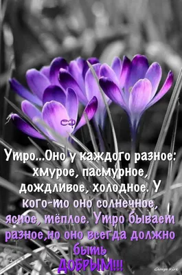 Пин от пользователя Светлана на доске Доброе утро | Доброе утро, Красивые  цитаты, Счастливые картинки