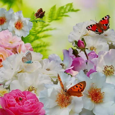 Картинки красивые с бабочками и цветами с добрым утром (57 фото) » Картинки  и статусы про окружающий мир вокруг