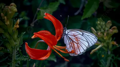 Роза и бабочка (53 фото) - 53 фото