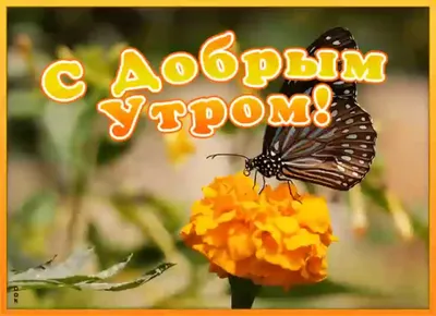 Наклейка 3D «Бабочки» CBA 3119 по цене 468 ₽/шт. купить в Москве в  интернет-магазине Леруа Мерлен