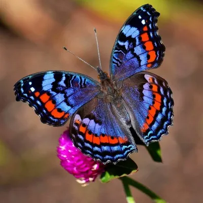 Бабочкин дом» необычные подарки с живыми тропическими бабочками | Tomsk