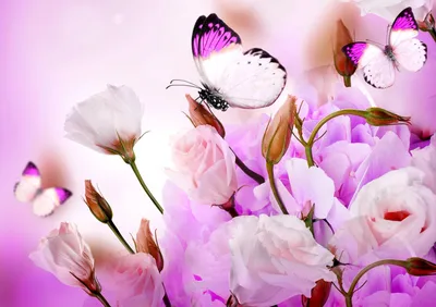 Доброе пятничное утро друзья!!! ☕🍰🌞🦋Всем желаю удачного дня и отличных  выходных!!! 🤗🥰#доброеутро #бабочка🦋 #бабочки #бабочекмногонебывает… |  Instagram