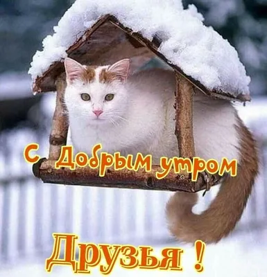 Зимние открытки \"Доброго утра!\" (236 шт.)