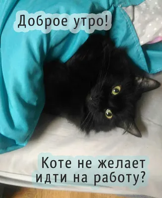 С добрым утром картинки прикольные с котами смешные с надписями (47 фото) »  Красивые картинки, поздравления и пожелания - Lubok.club