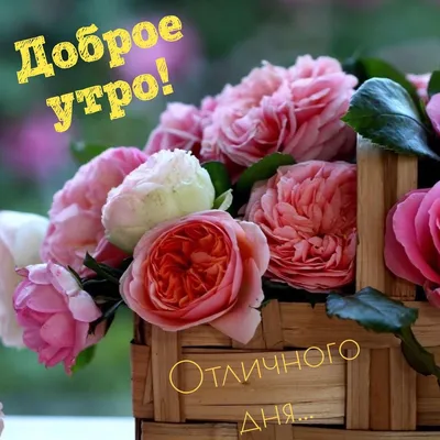 Доброе утро! 💝 | Доброе утро, Открытки, Красивые розы