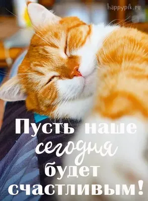 Добрый котик - 69 фото