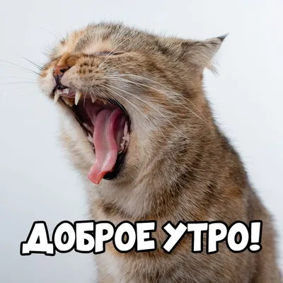 Доброе утро! #Доброеутро #Кот #Котейка #dzen.ru/cherrrygarden  #cherrrygarden | Instagram