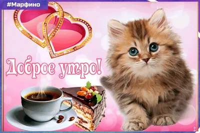 Доброе утро с котиками картинки прикольные смешные (49 фото) » Красивые  картинки, поздравления и пожелания - Lubok.club