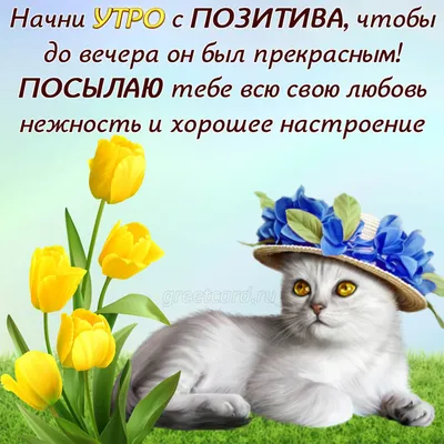 Картинки доброго утра и хорошего дня с котиками (47 фото) » Красивые  картинки, поздравления и пожелания - Lubok.club