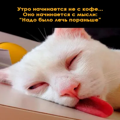 Доброе утро кота 😄 |