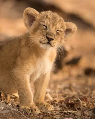 Интересно, что льву пообещали за красивое фото?🤔 Доброе утро понедельника!  Начни его с «Улетного видео» в 13:25🔥 | Instagram