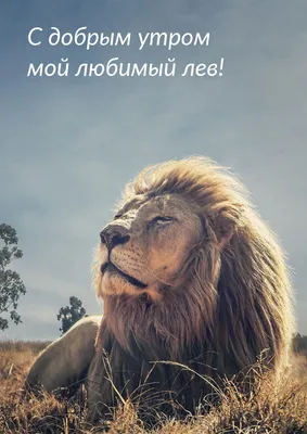 Картинка: С добрым утром мой любимый лев!
