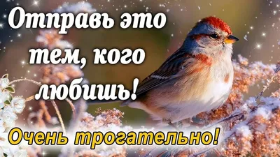 💖Доброе утро,... - Димаш Кудайберген Eurasianfanclub | Facebook