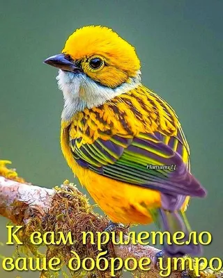 Весеннее 🌸🍃🌞🌿🌸 Утро доброе! | Beautiful birds, Exotic birds, Colorful  birds