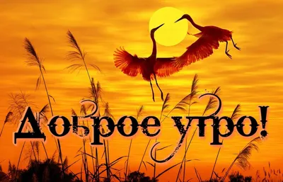 Доброе утро | Пикабу