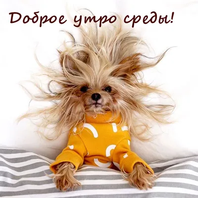 Открытки доброе утро среда удачной среды открытка с собакой и цвета...