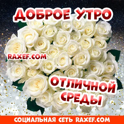 Доброе утро среды! #сдобрымутром #👋🤗😘💃⚘️ #утродоброе #пожелание #п... |  TikTok