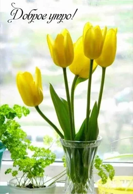 Доброе Утро Тюльпаны — стоковые фотографии и другие картинки Без людей -  Без людей, Весна, Горизонтальный - iStock
