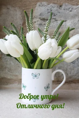 Открытка с именем Зоя Доброе утро тюльпаны белые крупным планом. Открытки  на каждый день с именами и пожеланиями.