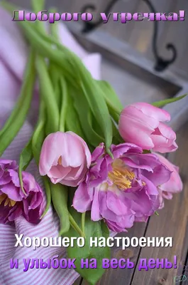 Доброе утро тюльпаны - новые красивые открытки (48 ФОТО) | Доброе утро,  Открытки, Поздравительные открытки