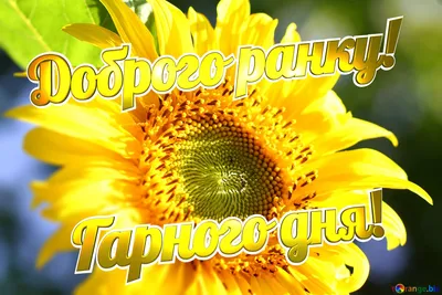 Доброго ранку | Plants, Beautiful, Wish