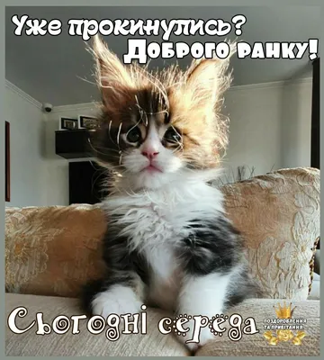 Pin by Соломія on Доброго ранку | Cats, Animals, Humor