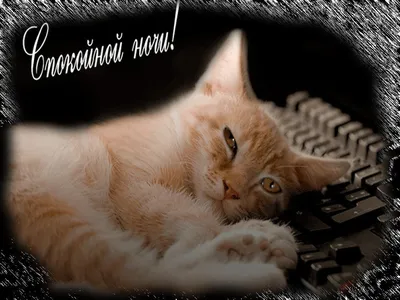 Картинки котеночек мой доброй ночи (40 фото) » Красивые картинки,  поздравления и пожелания - Lubok.club