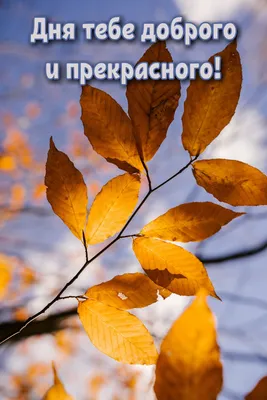 Золотая осень | Фото природы | Дзен