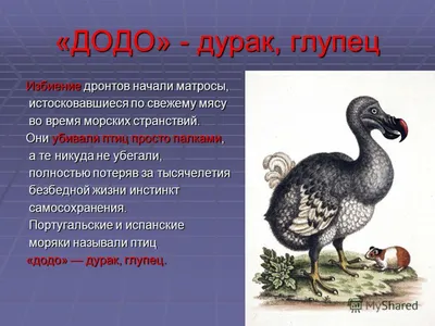 вымерший дронт-додо птица или рафус кукулатус в латине. воображаемая  иллюстрация с цветами на черном фоне. Ai Стоковое Изображение - изображение  насчитывающей ведущего, потухше: 268464529