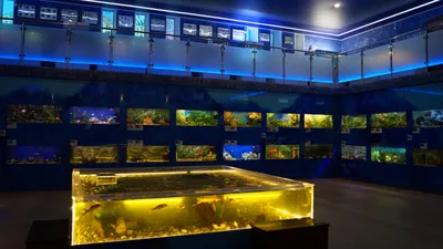 Дом-аквариум (Челябинск) — Википедия