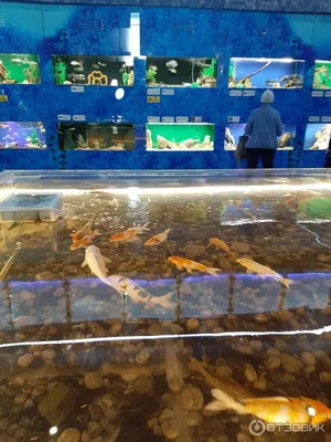Отзыв о Дом-аквариум (Россия, Челябинск) | полное разочарование!