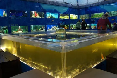 Картины с рыбами оставят: как будет выглядеть челябинский Дом-аквариум  после ремонта - KP.RU