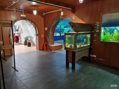 Дом аквариум» в Челябинске обновят к концу лета | РИА Челябинск 24 | Дзен