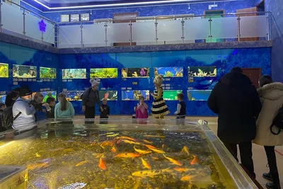 Дом-аквариум в Челябинске заплатит штраф за отсутствие лицензии | Уральский  меридиан